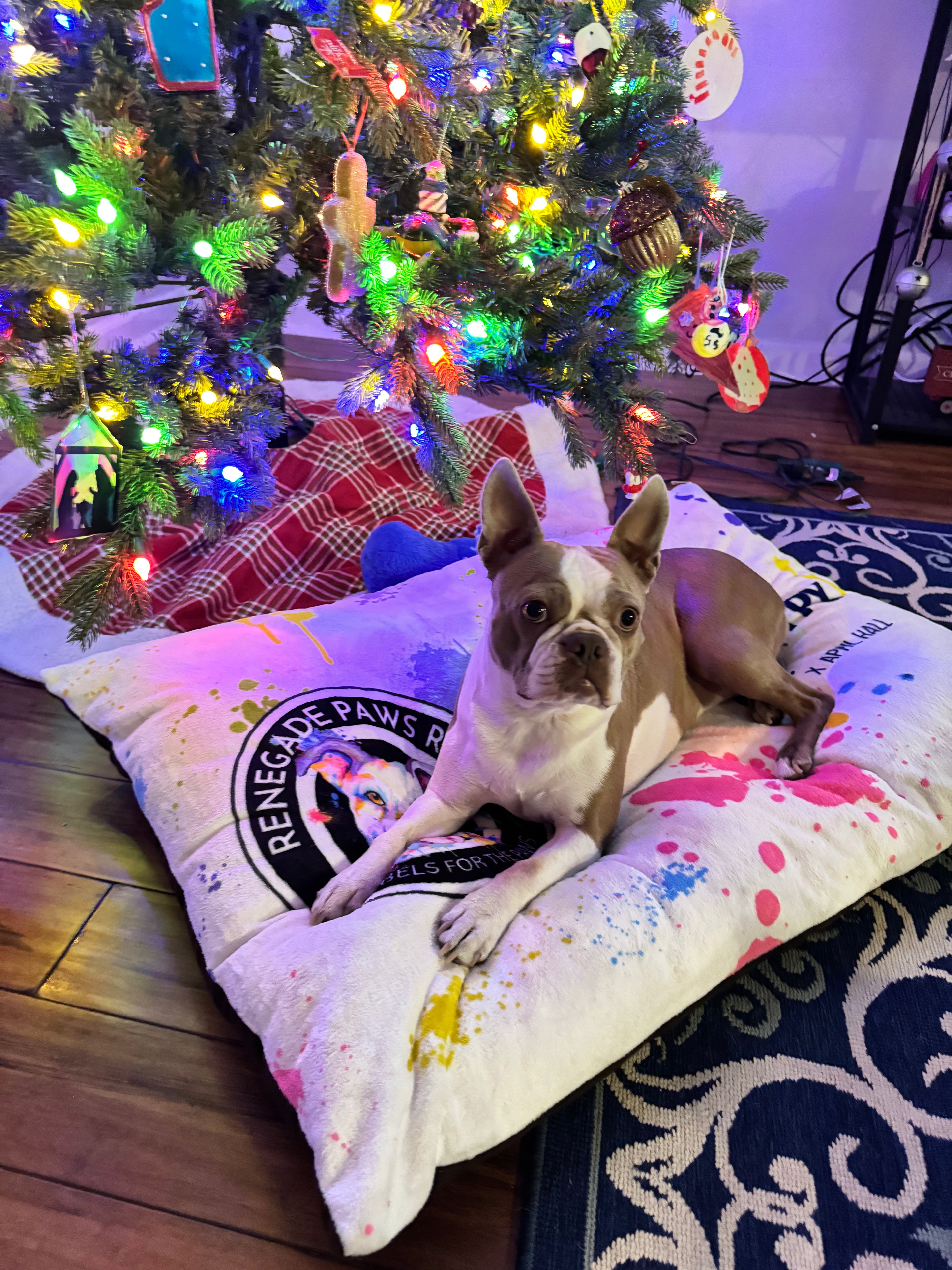 Renegade Paws Dog Bed